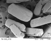 aspirin