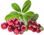 ursol_3
